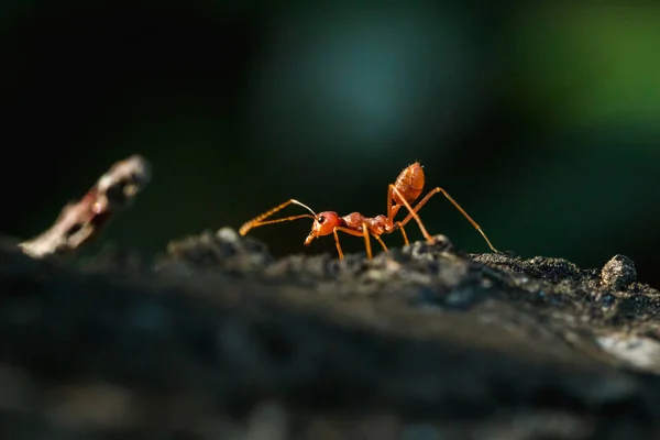 Formiga Vermelha Árvore Corpo Bigode Pernas São Laranja — Fotografia de Stock