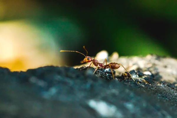 콧수염 다리에 개미는 주황색 — 스톡 사진