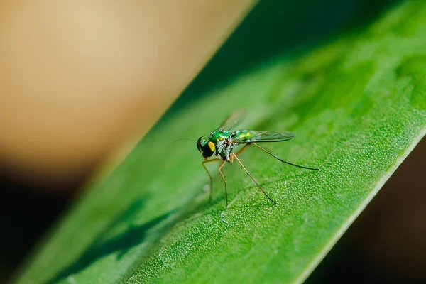 Dolichopodidae Sur Les Feuilles Sont Petites Corps Vert — Photo