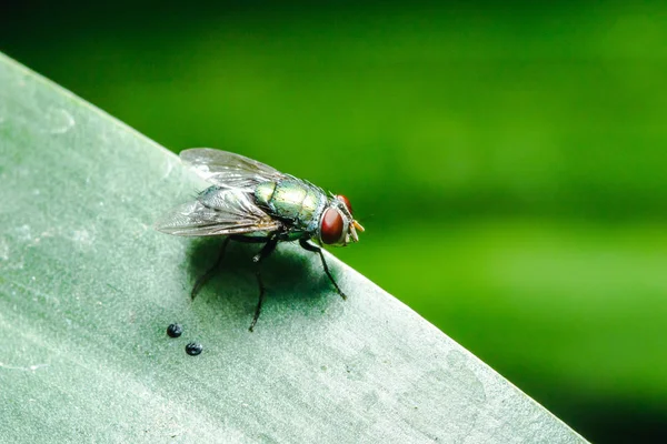 Χτύπημα Μύγα Στα Φύλλα Μπορεί Βρεθεί Κοινότητες Που Έχουν Αποχέτευση — Φωτογραφία Αρχείου