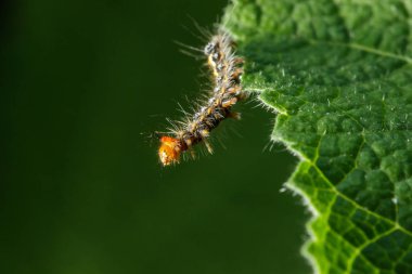 Tırtıllar hevesle taze yapraklar yiyor..
