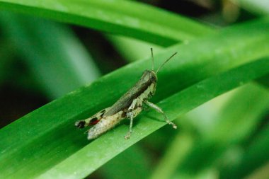 Doğada yapraklar üzerinde kahverengi çekirge.