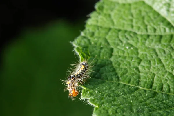 Rupsen Eten Gretig Vers Blad — Stockfoto