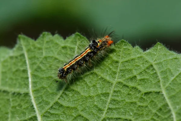 Rupsen Eten Gretig Vers Blad — Stockfoto