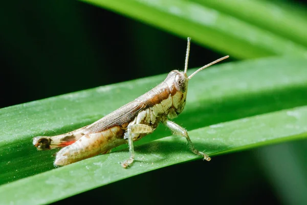 Sauterelle Brune Sur Les Feuilles Dans Nature — Photo