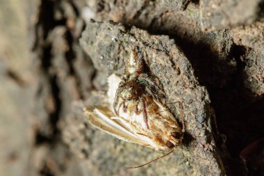 Zıplayan örümcekler yiyor en kalabalık örümcek