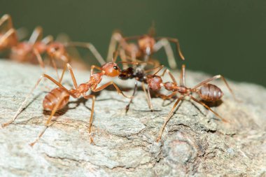 Ağaçtaki kırmızı karınca, vücut, bıyık ve bacaklar turuncudur..
