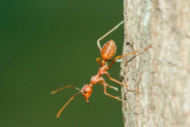 Ağaçtaki kırmızı karınca, vücut, bıyık ve bacaklar turuncudur..