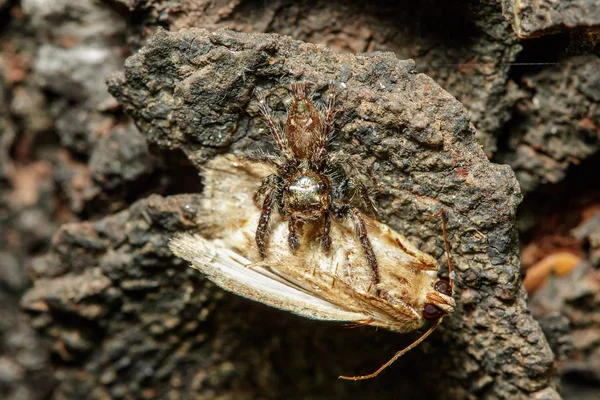 Las Arañas Saltarinas Están Comiendo Araña Más Poblada — Foto de Stock