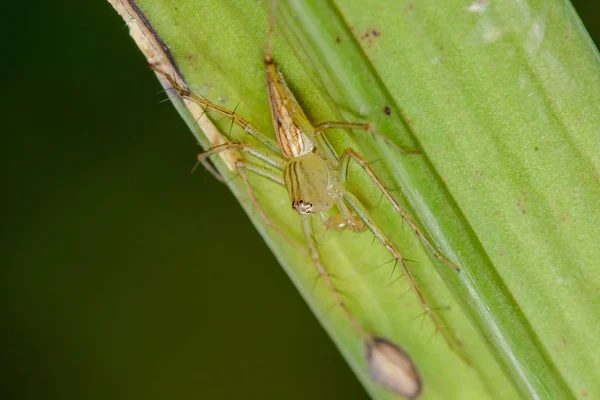 Yapraklarda Oxyopes Javanus Throll Avyakalamak Için Atlayabilirsiniz — Stok fotoğraf