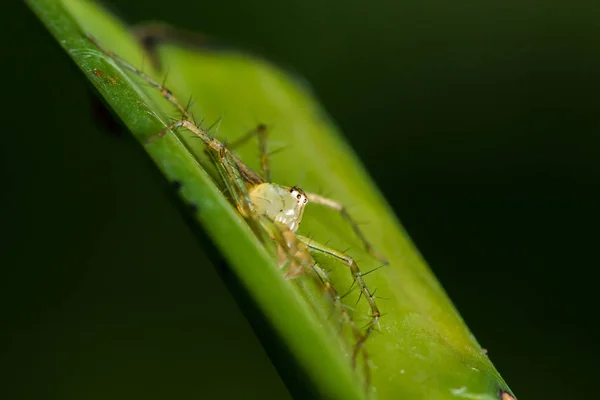 Yapraklarda Oxyopes Javanus Throll Avyakalamak Için Atlayabilirsiniz — Stok fotoğraf