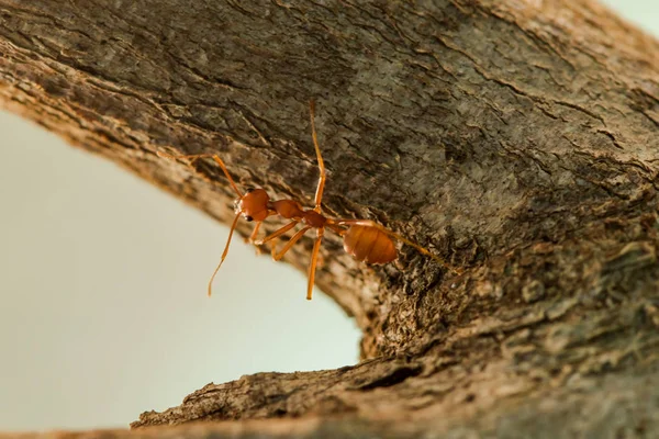 Red ant on the tree, body, mustache and legs are orange.