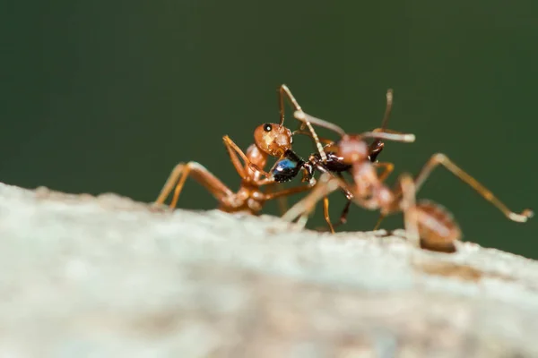 Ağaçtaki Kırmızı Karınca Vücut Bıyık Bacaklar Turuncudur — Stok fotoğraf