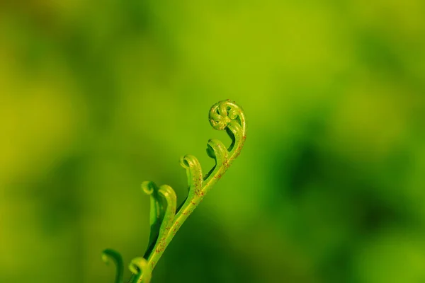 Hojas Helecho Enrolladas Naturaleza —  Fotos de Stock