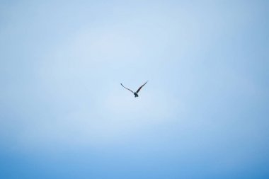 Gökyüzünde uçan Kırmızı destekli Deniz Kartalı