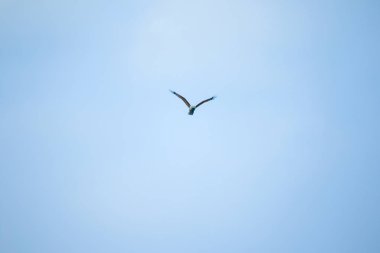 Gökyüzünde uçan Kırmızı destekli Deniz Kartalı