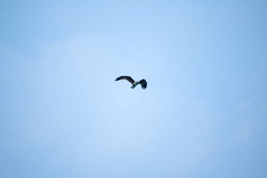 Gökyüzünde uçan Kırmızı destekli Deniz Kartalı