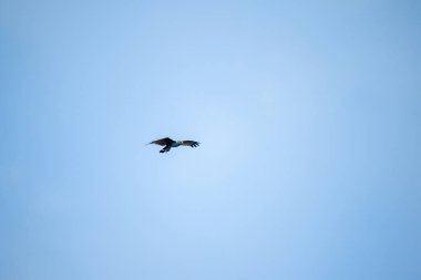 Gökyüzünde uçan Kırmızı destekli Deniz Kartalı