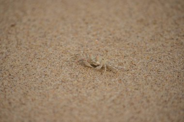 Kumda küçük bir yengeç