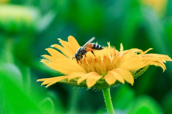 Bees Yellow Flowers Nature Blooming — Stock Photo, Image