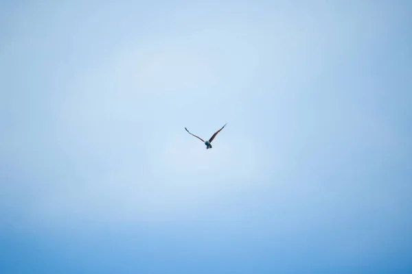 空を飛ぶ赤い裏のシーイーグル — ストック写真