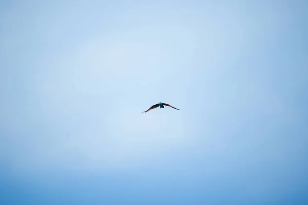 Aquila Mare Con Dorso Rosso Che Vola Nel Cielo — Foto Stock