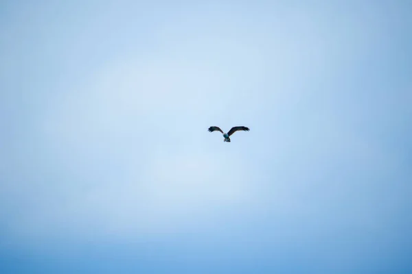 Águia Marinha Vermelha Apoiada Voando Céu — Fotografia de Stock