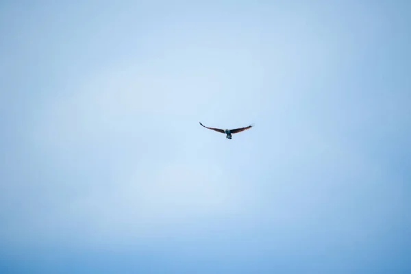 Águia Marinha Vermelha Apoiada Voando Céu — Fotografia de Stock