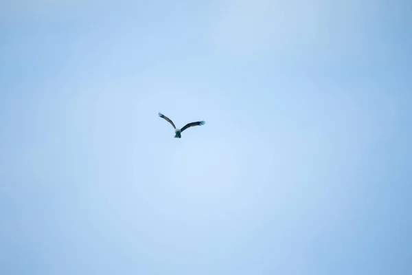 Ερυθρός Αετός Που Πετάει Στον Ουρανό — Φωτογραφία Αρχείου