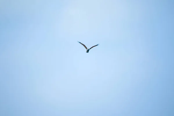 Águila Mar Con Respaldo Rojo Volando Cielo — Foto de Stock