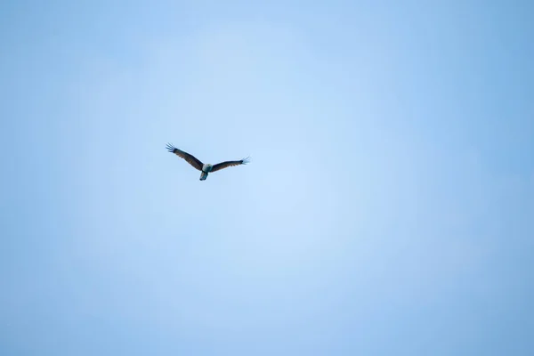 Águila Mar Con Respaldo Rojo Volando Cielo — Foto de Stock