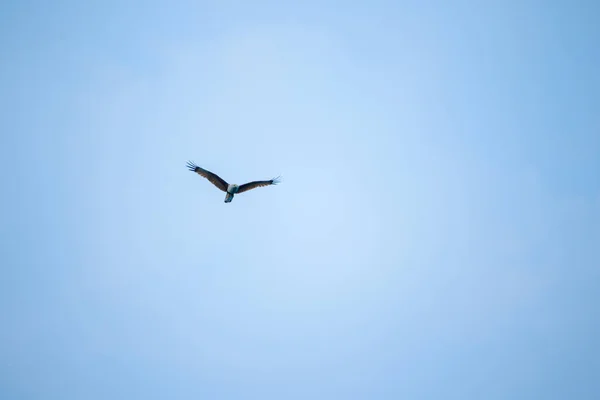 Gökyüzünde uçan Kırmızı destekli Deniz Kartalı