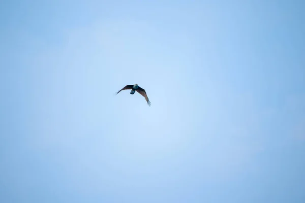 Rotrückenseeadler Fliegt Den Himmel — Stockfoto