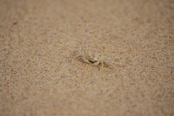 Piccolo Granchio Sulla Sabbia — Foto Stock