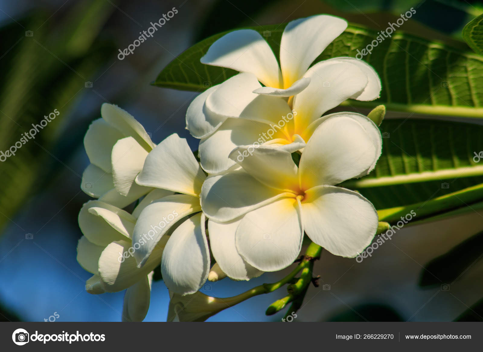 181 Lao National Flower Stock Photos Free Royalty Free Lao National Flower Images Depositphotos