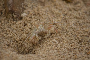 Kumda küçük bir yengeç