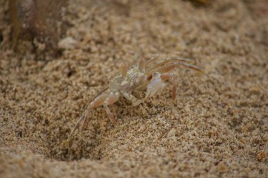 Kumda küçük bir yengeç