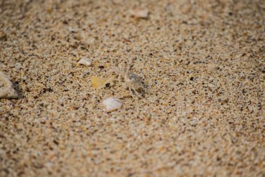 Kumda küçük bir yengeç