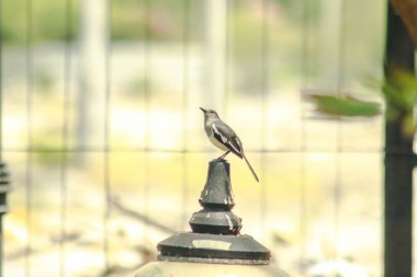 Saksağan direğin ucunda..