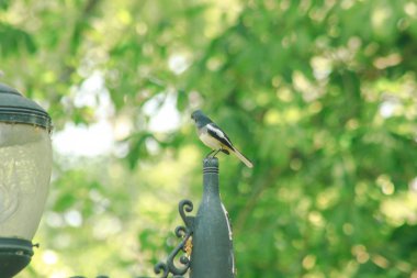 Saksağan direğin ucunda..