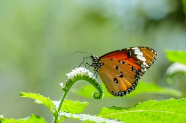 Beyaz çiçekler üzerinde Common Tiger ortak bir kelebek mi