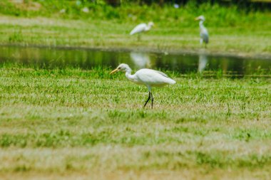 Küçük Egret çimenlerde toplandı