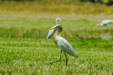 Küçük Egret çimenlerde toplandı