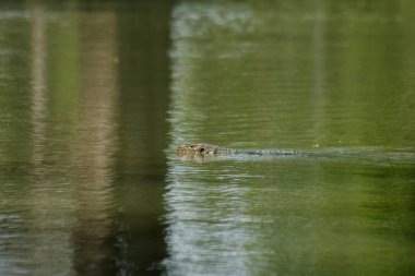 Suda Varanus salvato korkunç bir sürüngen