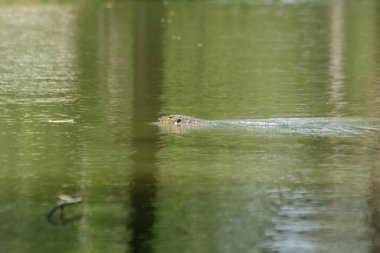 Suda Varanus salvato korkunç bir sürüngen
