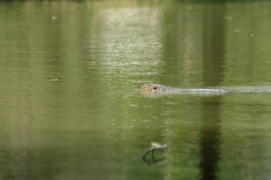 Suda Varanus salvato korkunç bir sürüngen