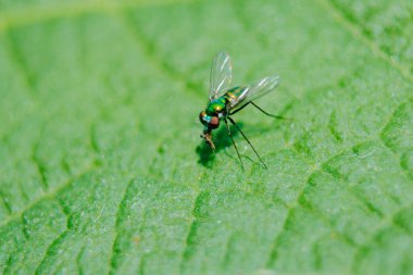 Yaprakları üzerinde Dolichopodidae küçük, yeşil vücut.