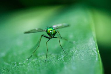 Yaprakları üzerinde Dolichopodidae küçük, yeşil vücut.