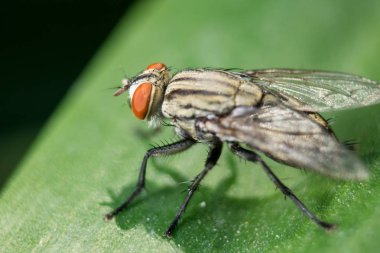 Yaprakları üzerinde Blow sinek kanalizasyon olan topluluklarda bulunabilir.