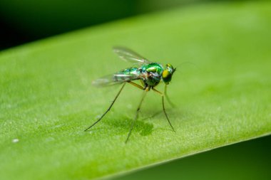 Yaprakları üzerinde Dolichopodidae küçük, yeşil vücut.